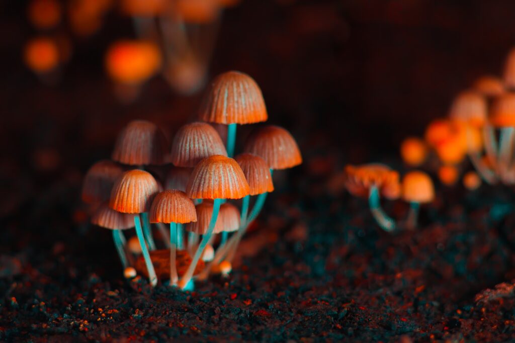 Orange psilocybin mushrooms