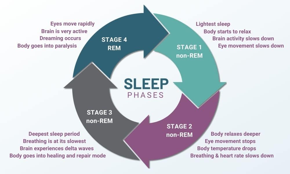 Illustration of the sleep cycle with four stages in a circular flow. Stage 1 non-REM shows the lightest sleep, often a focus in hypnotherapy. Stage 2 non-REM shows deeper sleep. Stage 3 non-REM indicates the deepest sleep, critical for avoiding night terrors. Stage 4 REM shows rapid eye movement and dreaming. Each stage has descriptions of activities in